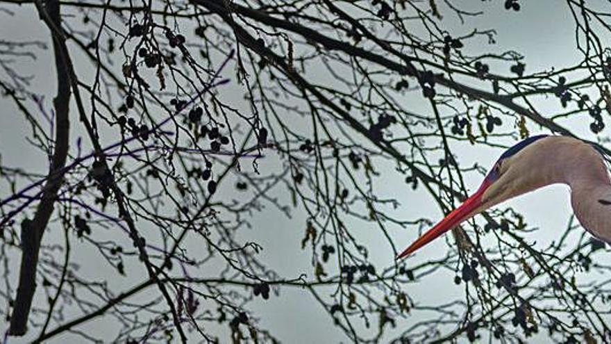 Las garzas reales crían en el parque de Ferrera