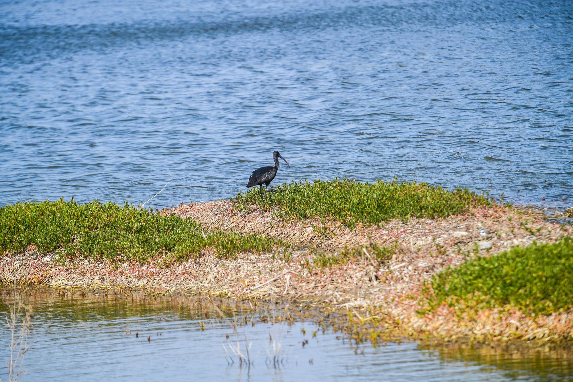 Avistamiento de fauna en la charca de Maspalomas