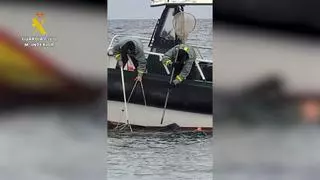 Liberado en aguas de Málaga un ejemplar de la tortuga marina más grande del mundo