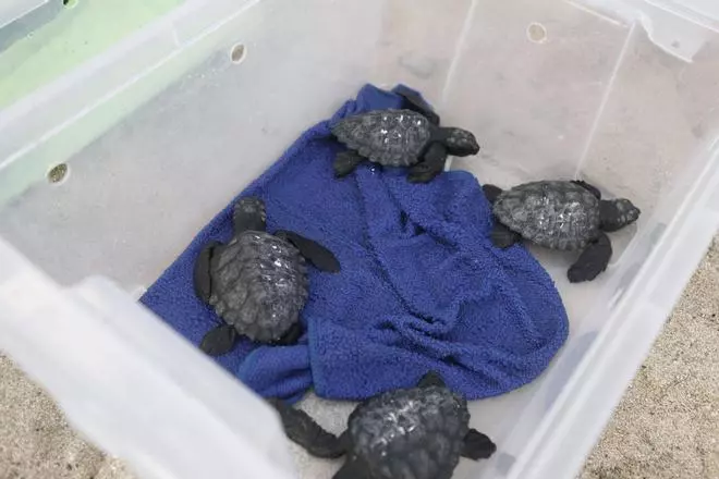 Más de 30 tortugas regresan al mar entre aplausos en la playa de Can Pere Antoni