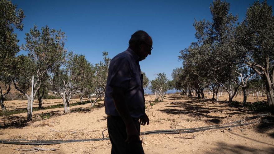 Un hombre pasea por su finca agrícola en las cumbres de Abona afectada por la sequía. | | ANDRÉS GUTIÉRREZ