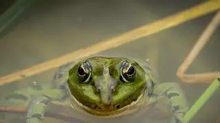 Explosión de libélulas y ranas en Santa Coloma: "Es una buena señal para la biodiversidad"