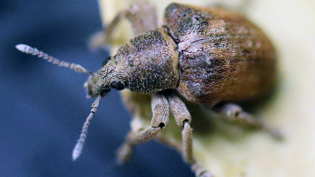 Confirmada la presencia en Mallorca de un nuevo insecto invasor