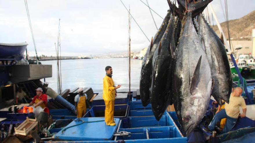 Pescadores desembarcan piezas de atún en un puerto pesquero de las Islas, donde el sector primario es casi un atractivo.