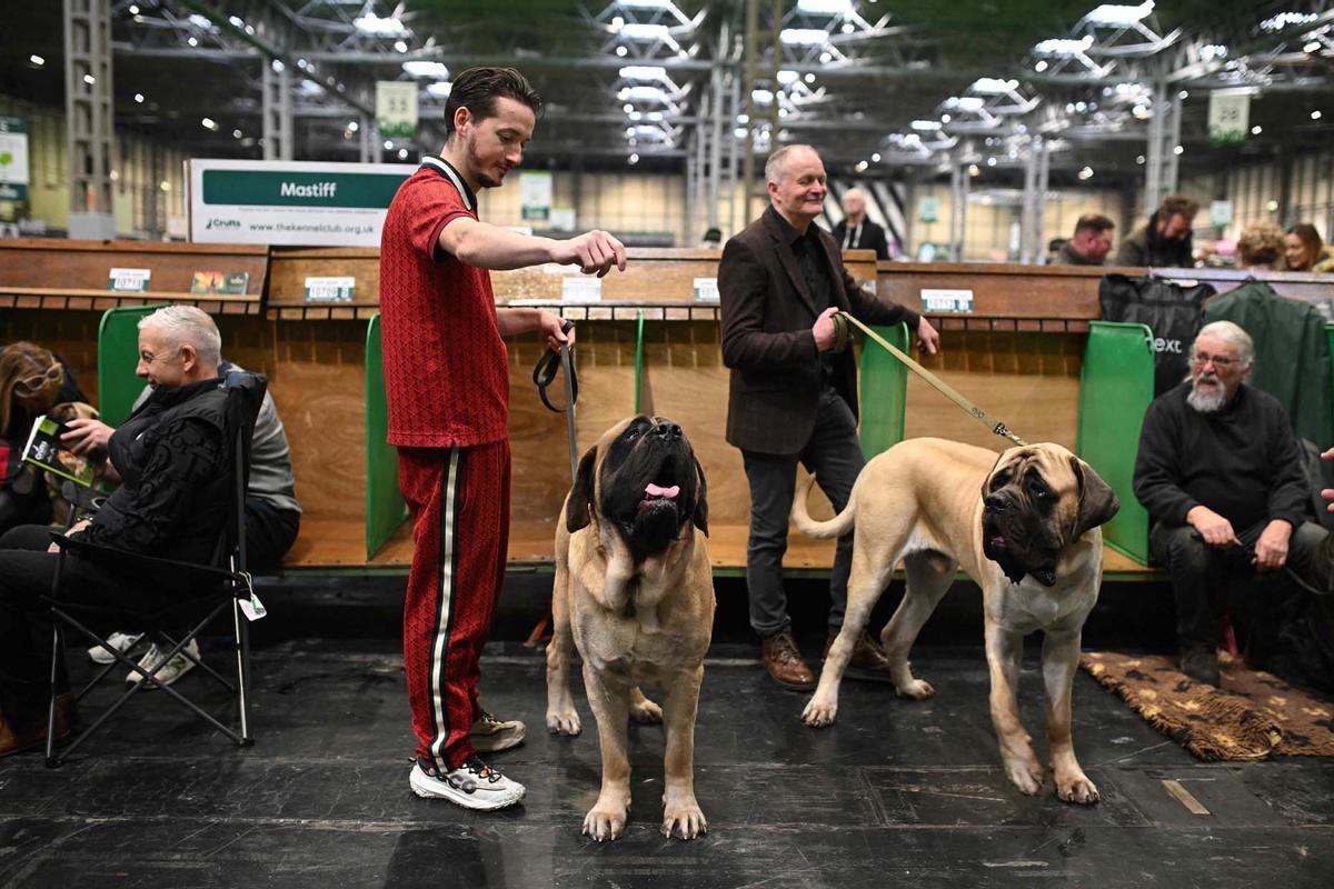 Exposición canina en el Centro Nacional de Exposiciones de Birmingham