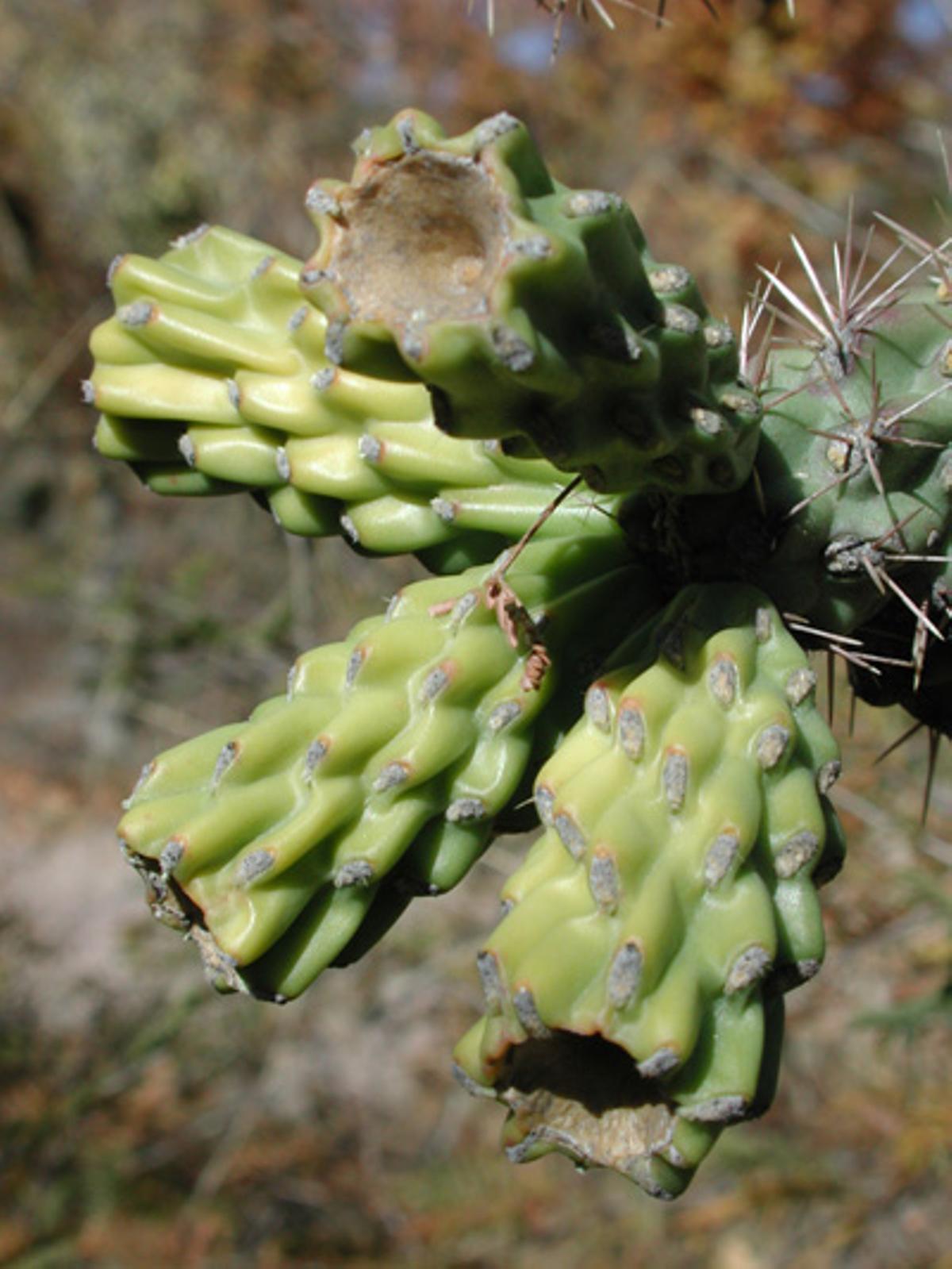 El cactus Cylindropuntia spinosior.