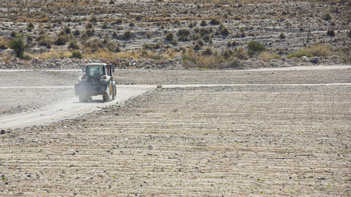 Campos secos por la falta de agua en la provincia de Alicante.