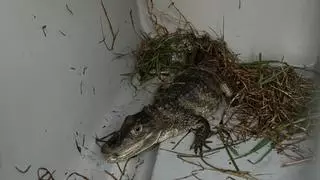 Capturan a una cría de caimán en el río Besòs, en Santa Coloma