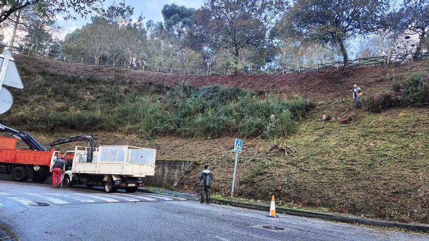 Moaña limpia la maleza y retira especies invasoras en el talud de la rúa Centoleira