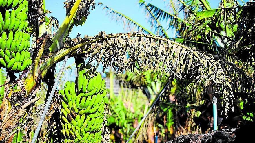 Tenerife Launches Urgent Trials to Combat Spiraling Whitefly Threat to Banana Crops