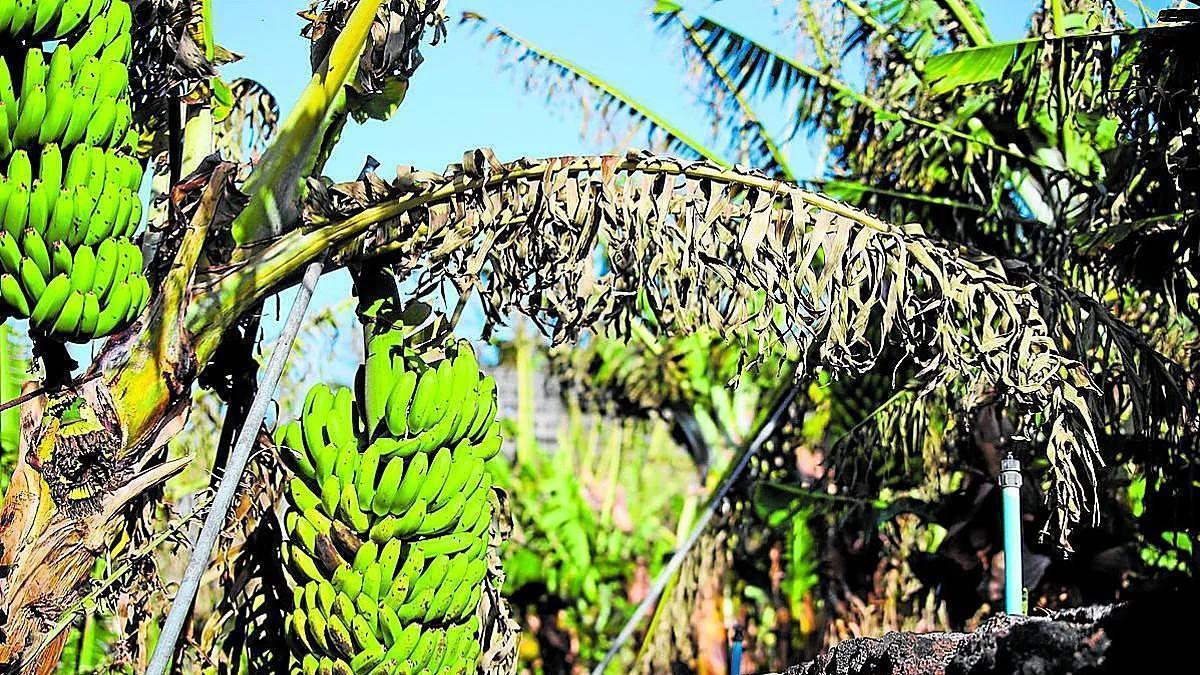 Una finca de plátanos afectada en La Palma