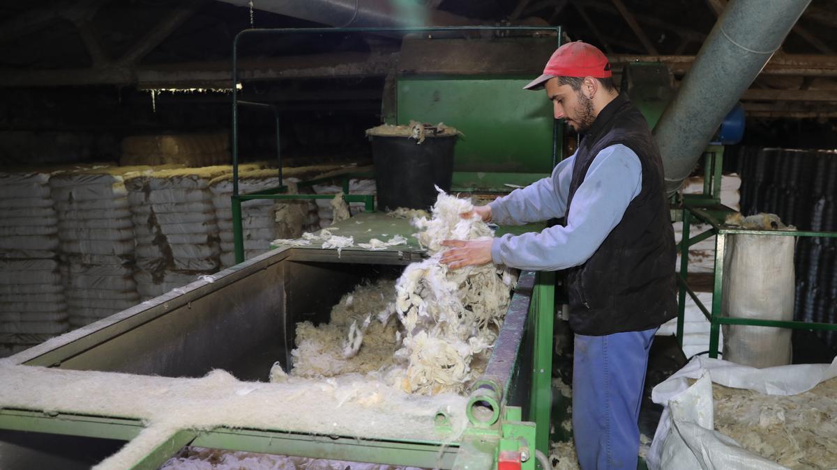 Lavadero de lanas Payo en Paredes de Nava (Palencia)
Un operario compueba el secado de la lana para embalar