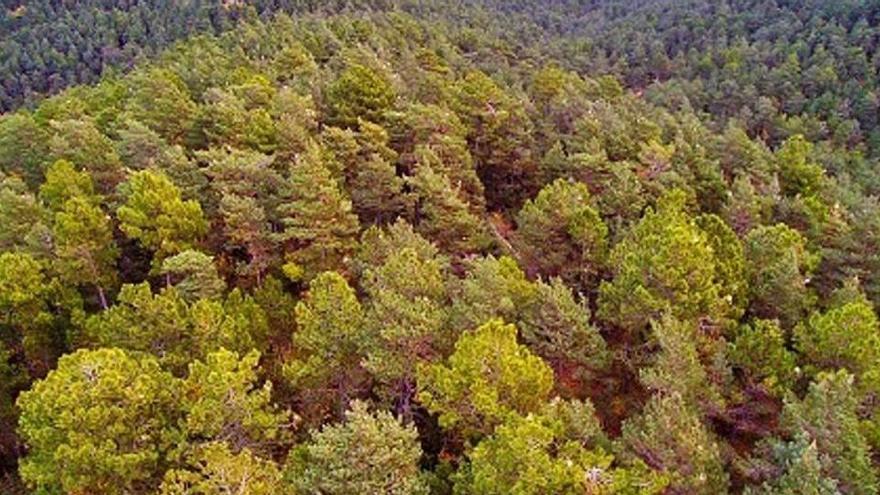 Imatge d&#039;un bosc mediterrani