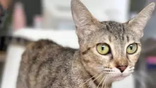 Los gatos que sobrevivieron al piso de los horrores en Torrent
