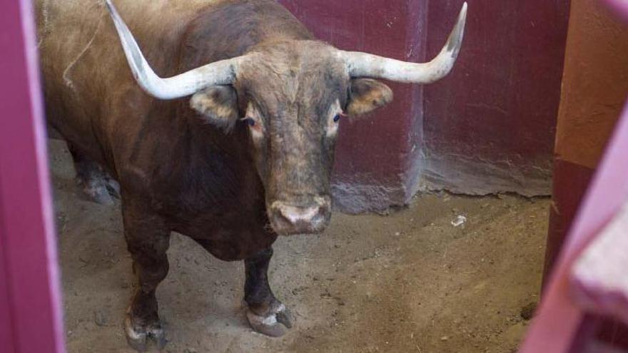 &quot;Quite&quot;, el Toro Enmaromado de este año en Benavente