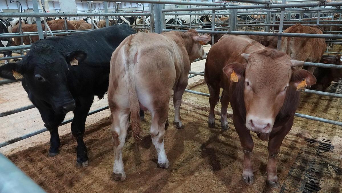 Ejemplares de la última subasta del año.