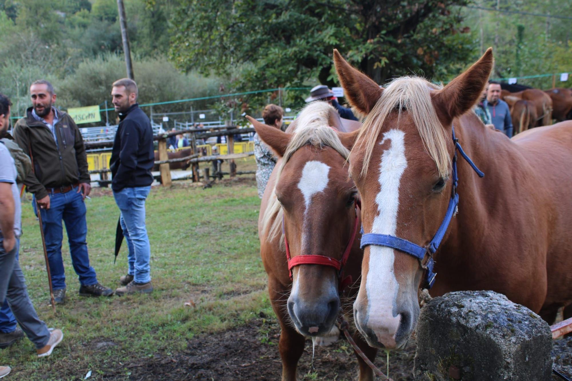 La feria de ganado de Sobrescobio vuelve con 536 animales tras dos años de parón por la pandemia