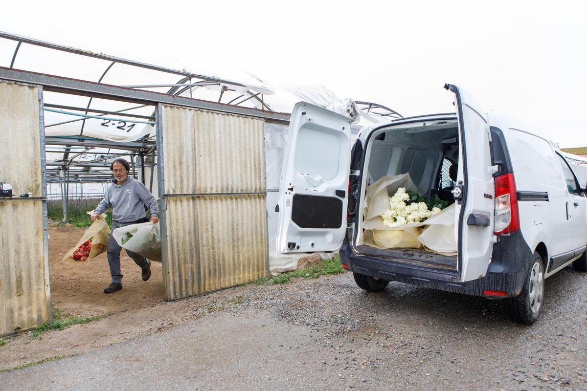 Flors Pons es la única empresa productora de rosas por Sant Jordi en Catalunya