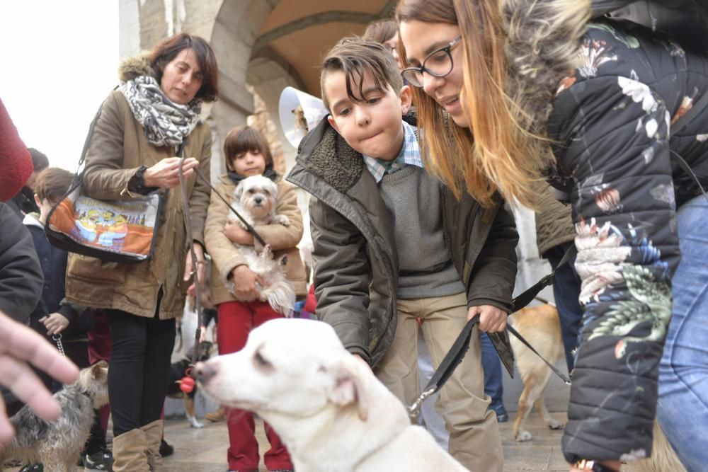 Bendición de mascotas en La Magdalena.