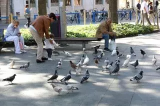 La población de palomas ha disminuido un 60% con el uso del pienso esterilizante