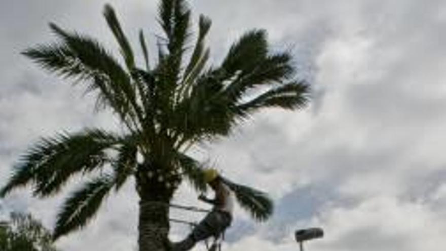 Un palmerero realizando podas en altura, en una imagen de archivo.