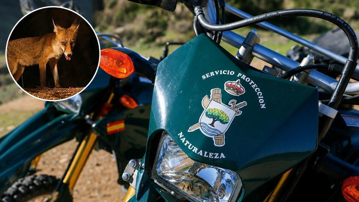El Seprona halló restos de seis zorros.