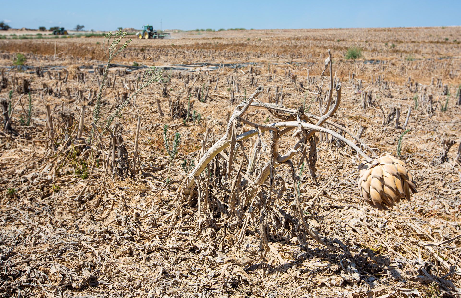 El calor amenaza los cultivos