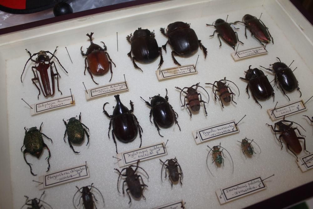 Coleccionista de insectos disecados en Luarca