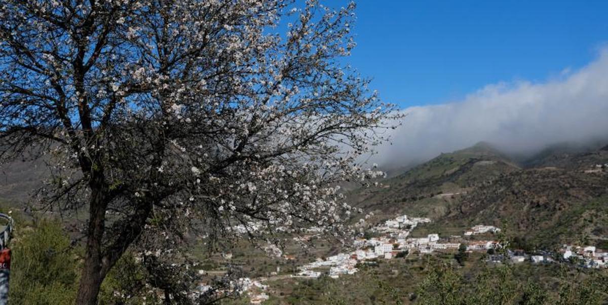Almendros en flor