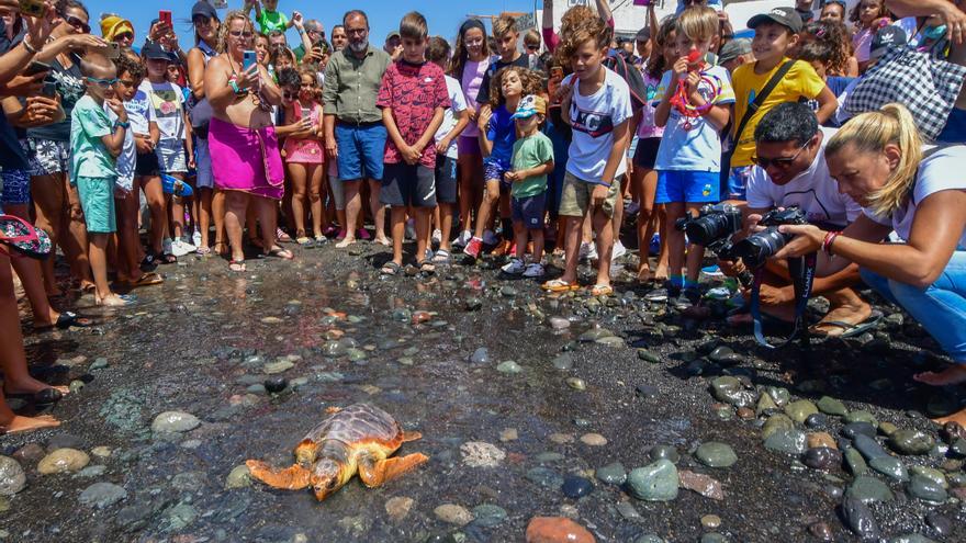 Una tortuga regresa al mar en Pozo Izquierdo tras recuperarse de sus heridas