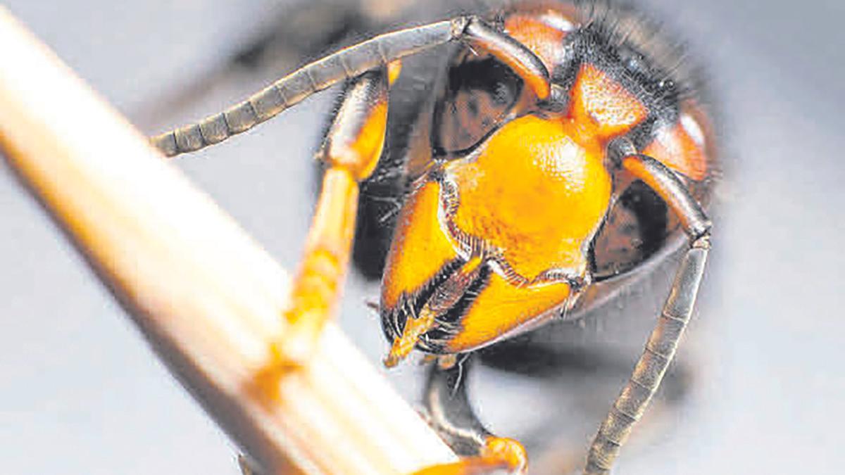Un exemplar de la vespa asiàtica («Vespa velutina»).
