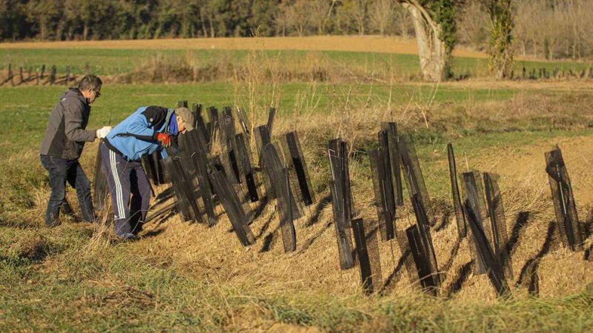 Treballs de revegetació dels marges agrícoles a la Plana de Vic per part d'usuaris de la Fundació Areté