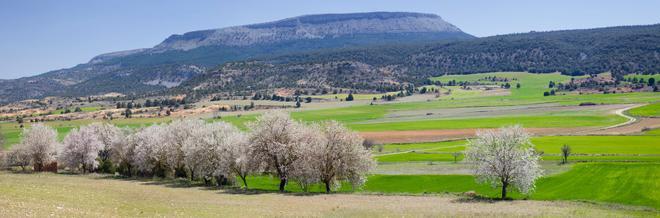 Almendros en flor, Burgos