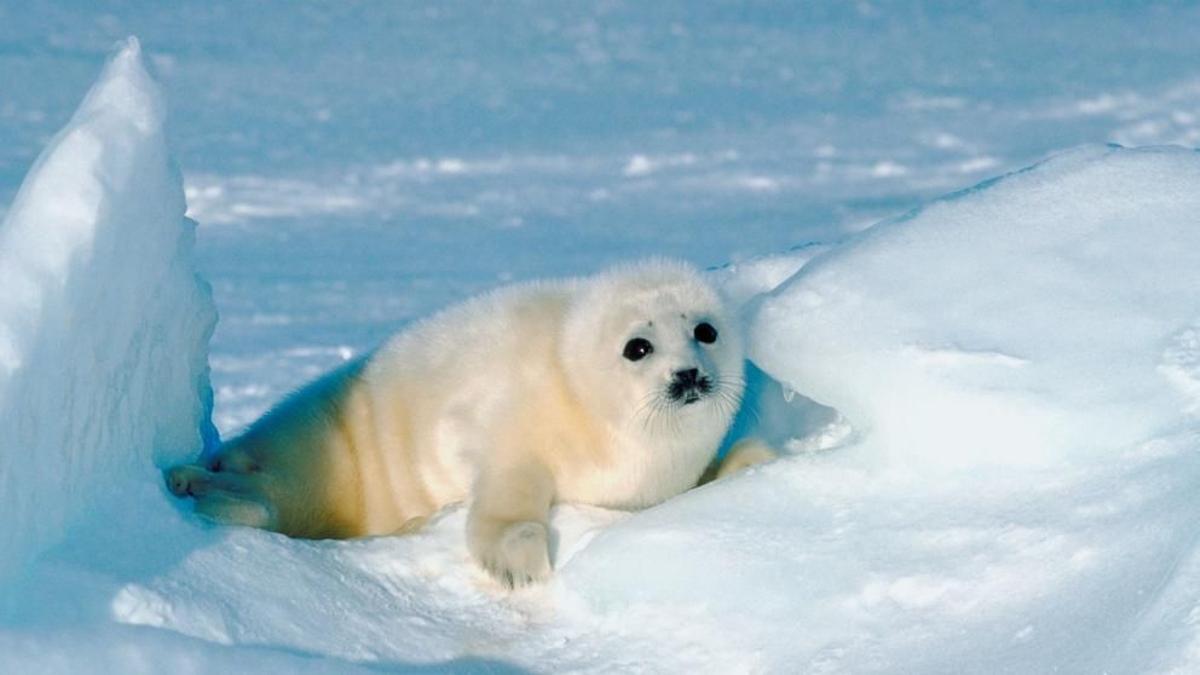 Las focas del Ártico también dependen del plancton
