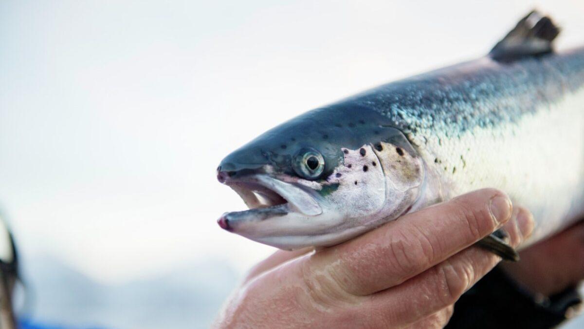 La evolución del salmón atlántico es preocupante
