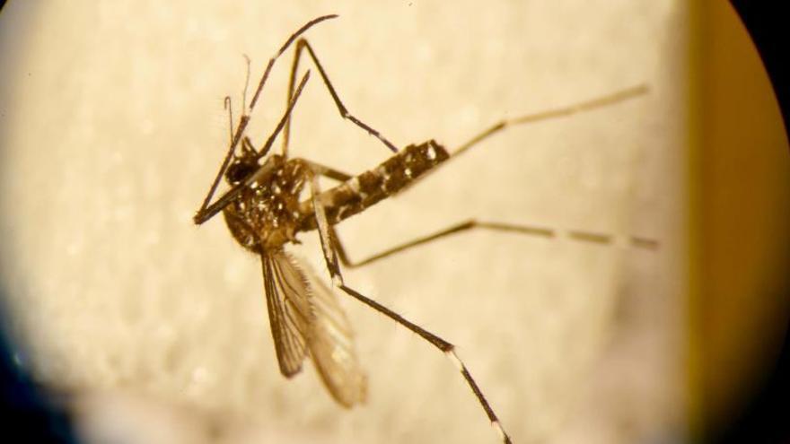 El virus del chikungunya es transmitido por el mosquito tigre.