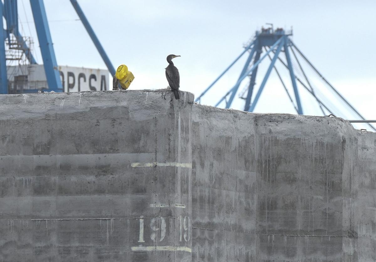 Cormoranes en los bloques de hormigón en Las Alcaravaneras Cormoranes en los bloques de hormigón en Las Alcaravaneras