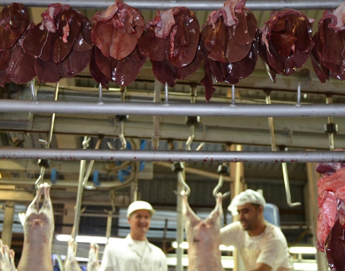 El veterinario de matadero esta formado y se responsabiliza de la inspección del ganado antes del sacrificio, del despiece, condiciones de refrigeración, del transporte y producción de derivados cárnicos…