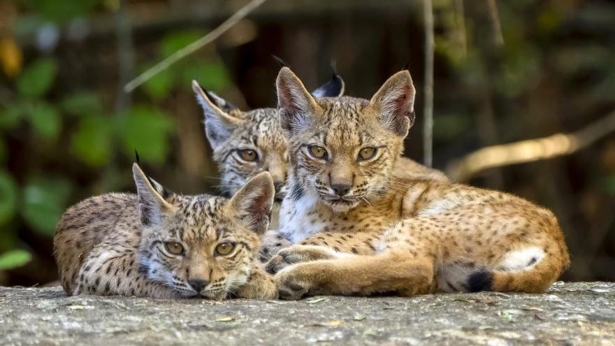 Aragón recibirá ocho ejemplares de lince: estos son los pueblos donde podrán verse