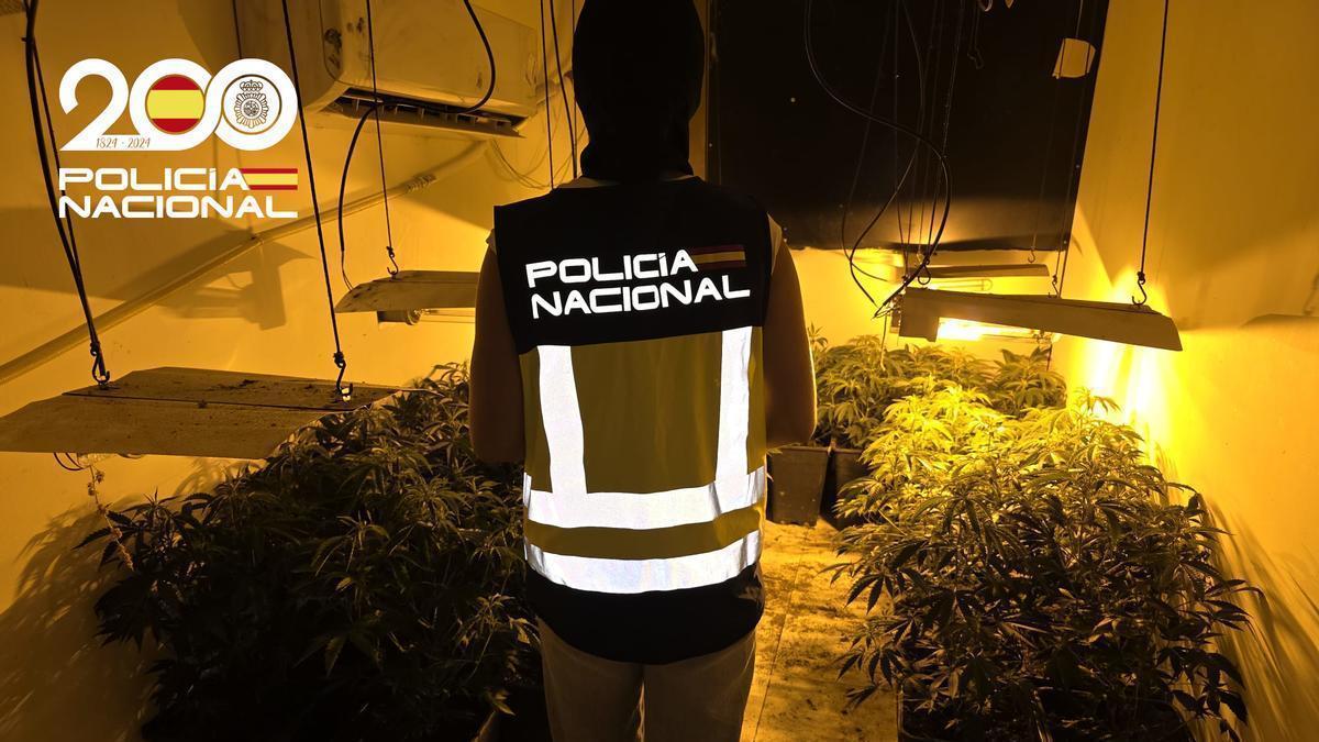 Un policía, en la plantación desmantelada en Son Gotleu