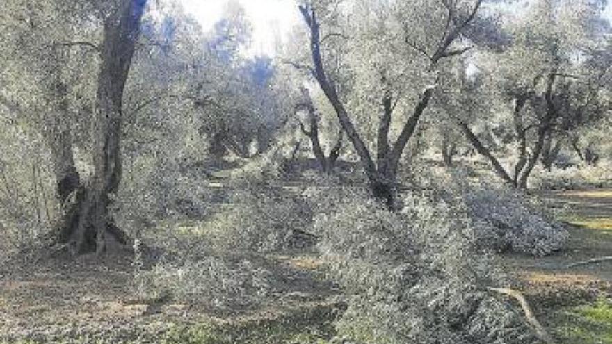 ‘Filomena’ causa importantes daños en el olivar del Campo de Belchite