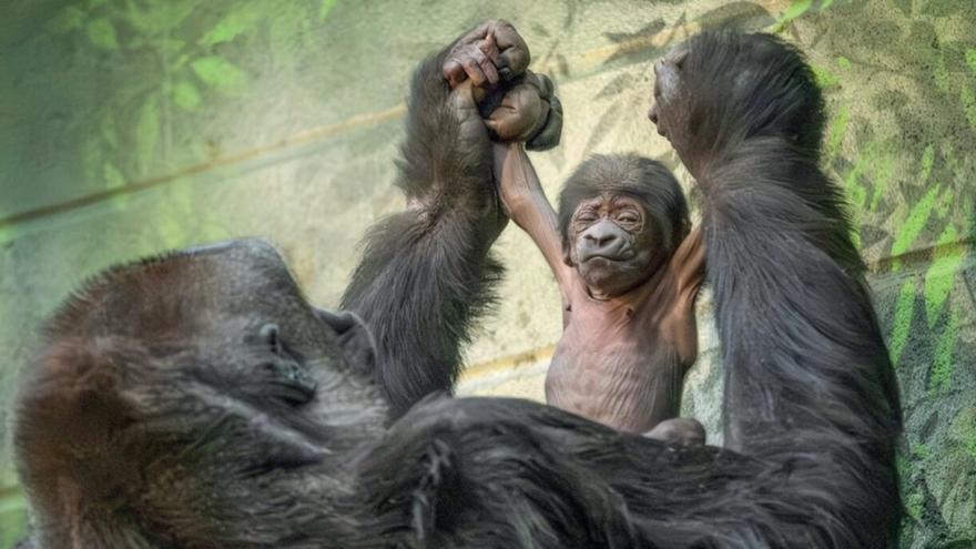 La historia de Kiburi, el gorila canario que triunfa como padrazo en Europa