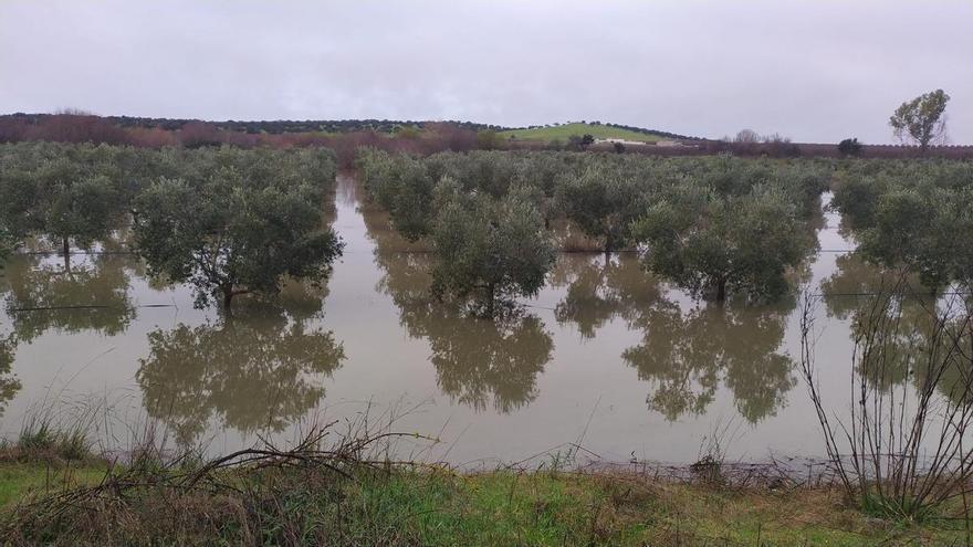 El PSOE exige a Guardiola que cese la "parálisis" y active ayudas urgentes para el campo extremeño