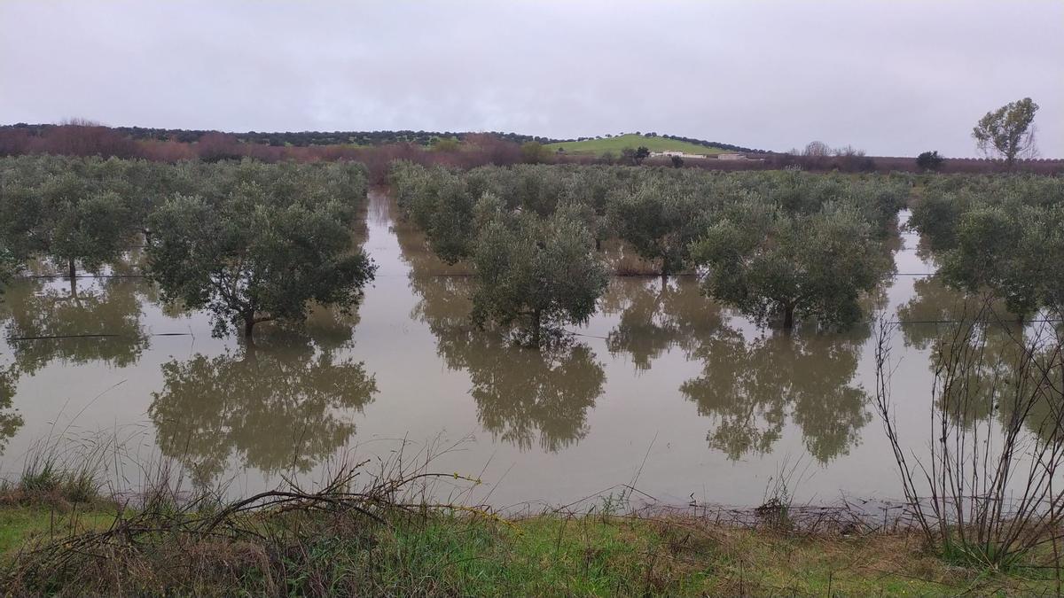 Cultivos anegados en fincas de Mérida por la sucesión de borrascas