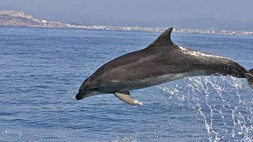 Uno de los ejemplares de delfín controlados por la asociación en aguas pitiusas.