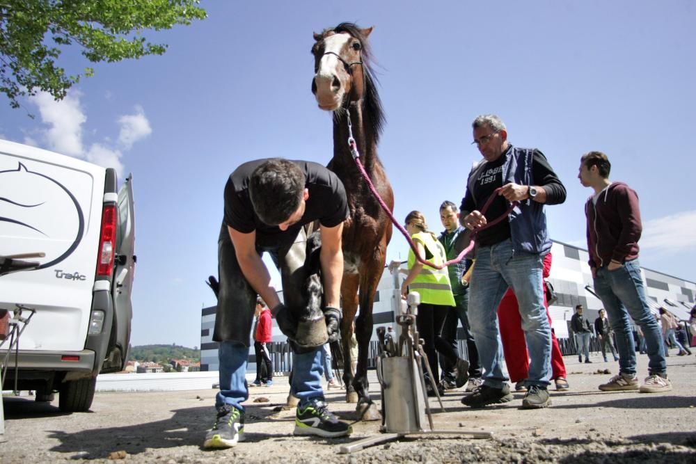 Los caballos comienzan a trotar en Lalín