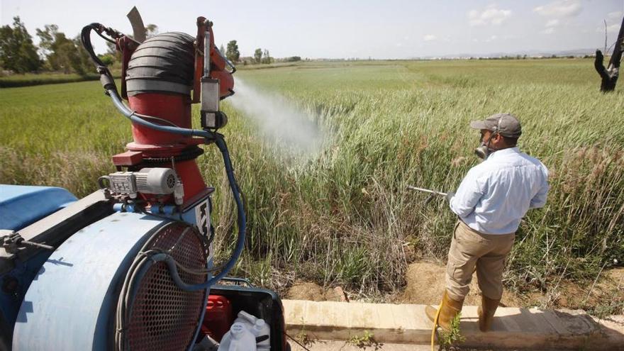 Benicàssim presenta un plan de acción contra el mosquito tras el temporal