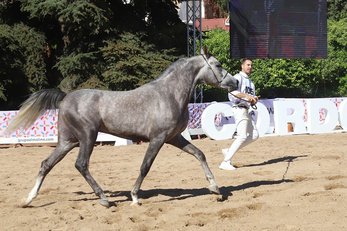 Campeonato de caballos árabes en Córdoba