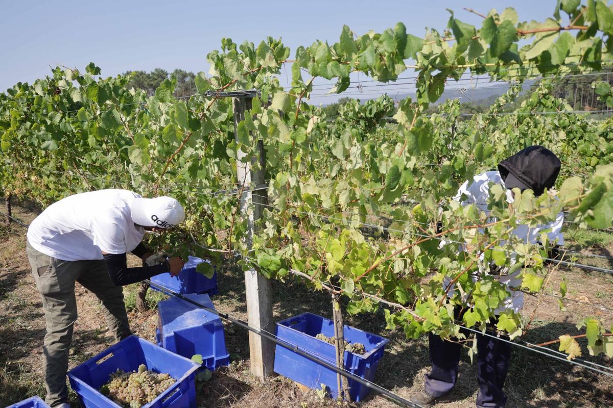 La vendimia iniciada esta mañana en Bodegas Santiago Ruiz (O Rosal). La vendimia iniciada esta mañana en Bodegas Santiago Ruiz (O Rosal).