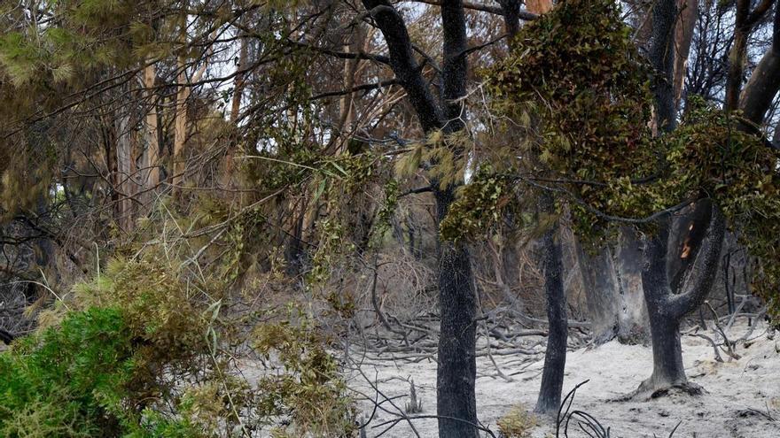 Las primeras imágenes del Saler tras el devastador incendio en la Devesa